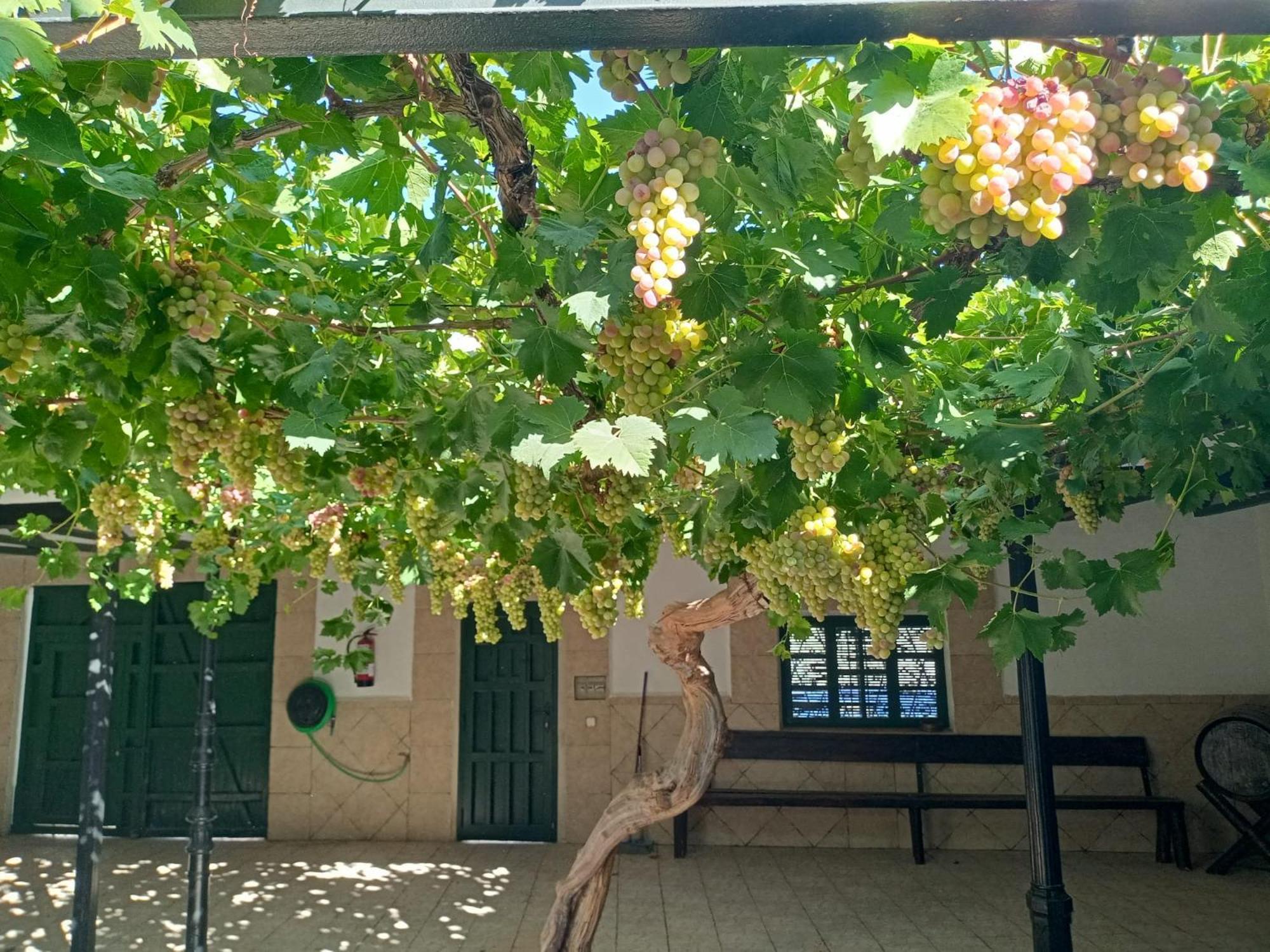 Argamasilla de Alba Casa Rural La Del Alba Seria מראה חיצוני תמונה